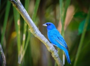 The Big List of 61 Blue Birds - A-Z Animals