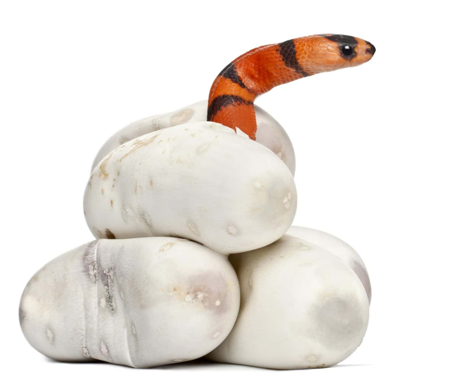 Hypomelanistic milk snake or milksnake, lampropeltis triangulum hondurensis, 1 minute old, in front of white background