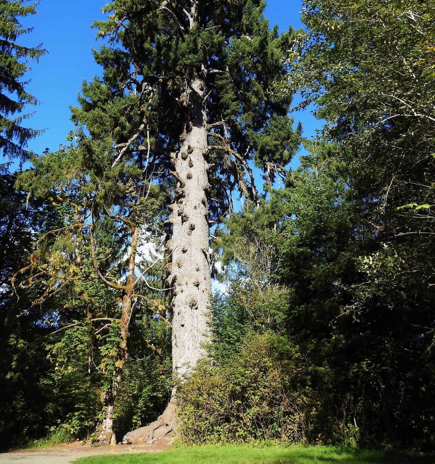 World's Record Sitka Spruce Quinault Rainforest