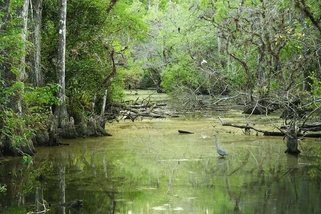 Sweetwater Strand, Big Cypress National Preserve, Florida Everglades