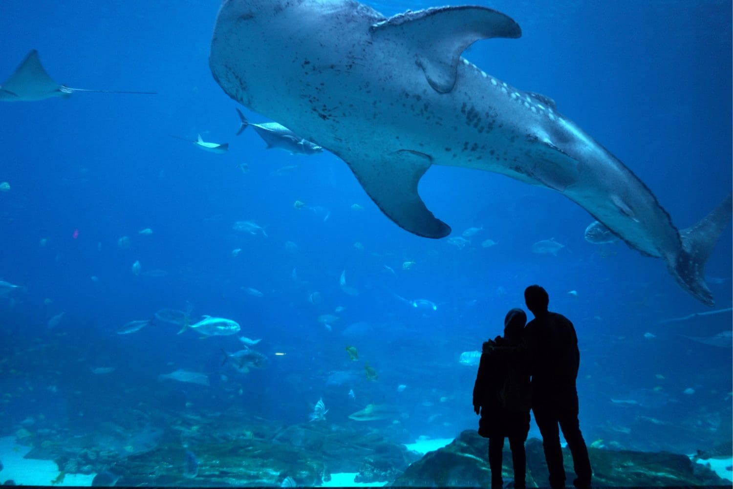 Couple Observing Giant Whale Shark in Atlanta Aquarium