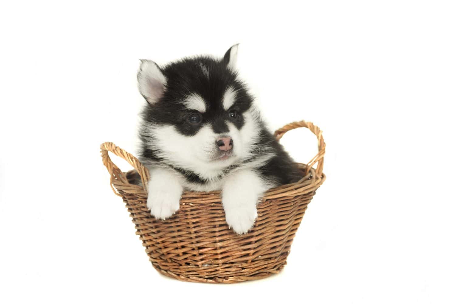 Funny Playful Small One Month Designer Black White Husky Or Pomsky Puppy Doze In The Wicker Basket Isolated On White Background.