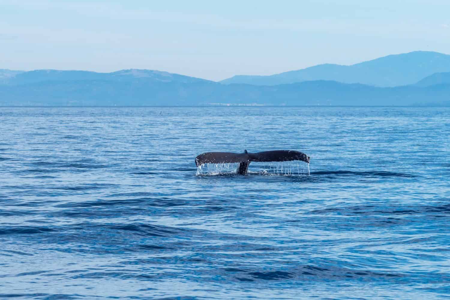 Whales Watching in Monterey Bay