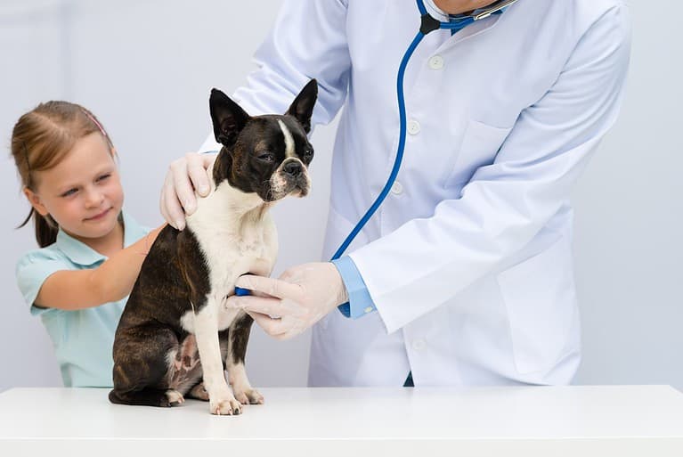 A veterinarian examining a little Boston Terrier dog in the presence of a young girl owner