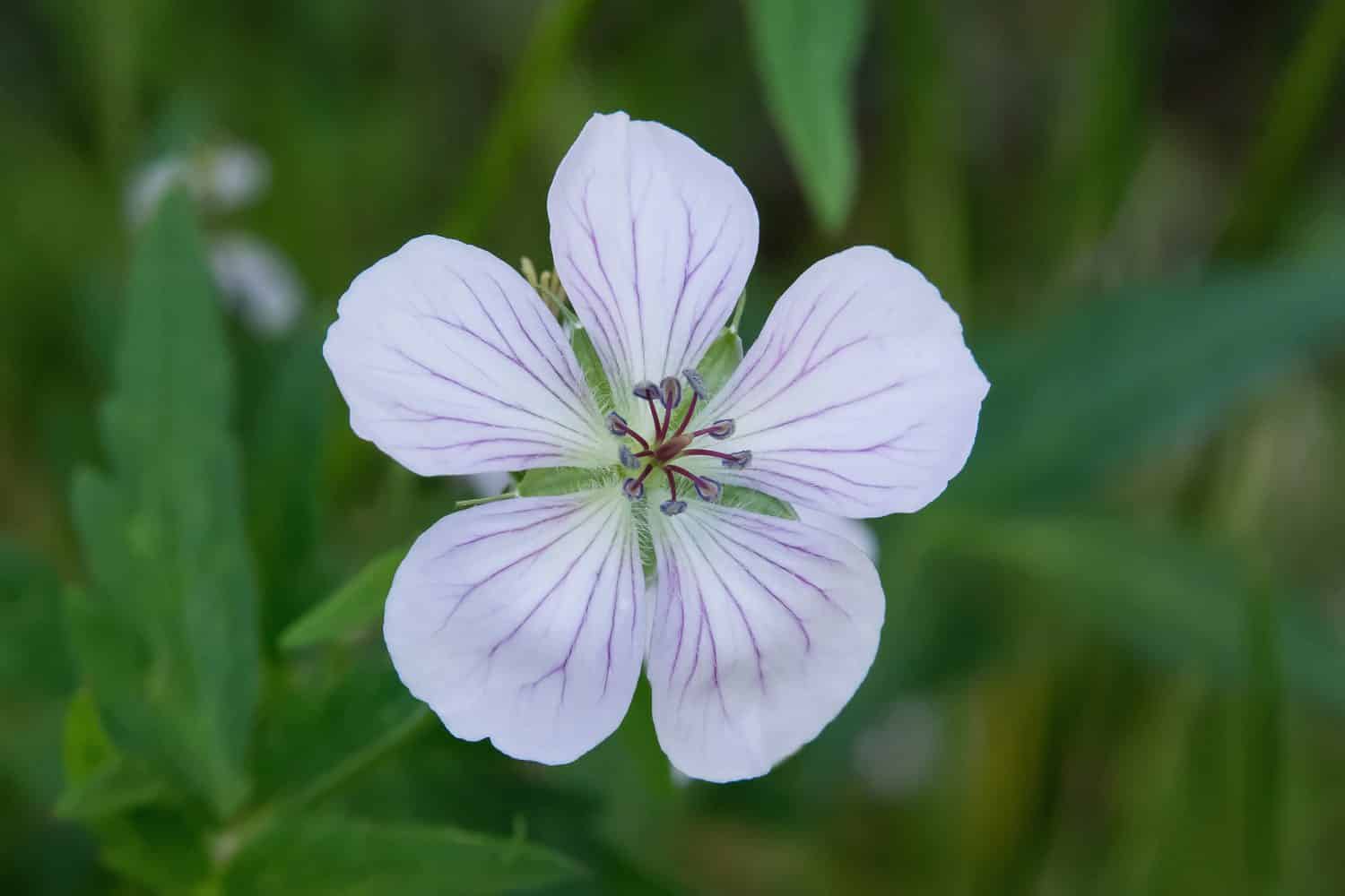 27 Types of WHITE Wildflowers in the United States! (2024) - Bird Watching  HQ