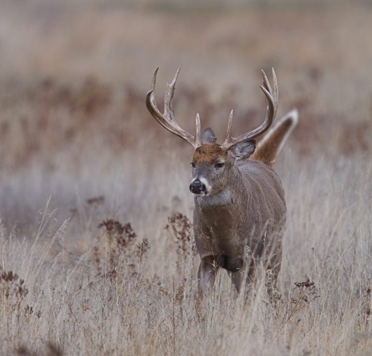Trophy Whitetail Buck, walking with tail up