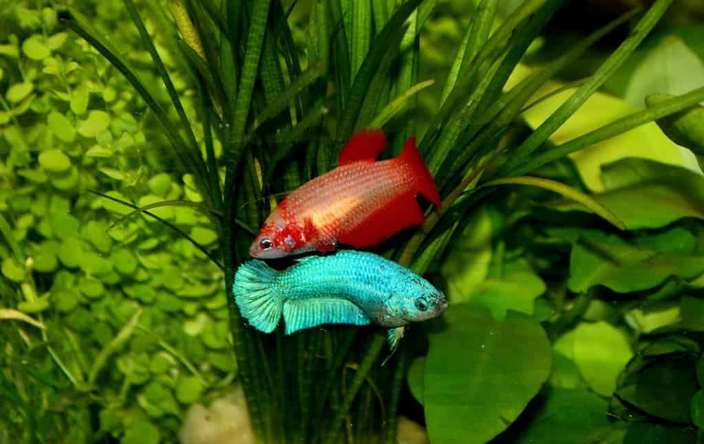 Colorful of female bettas in fish tank. Red and blue female bettas is freshwater fish, betta farm, Thailand.
