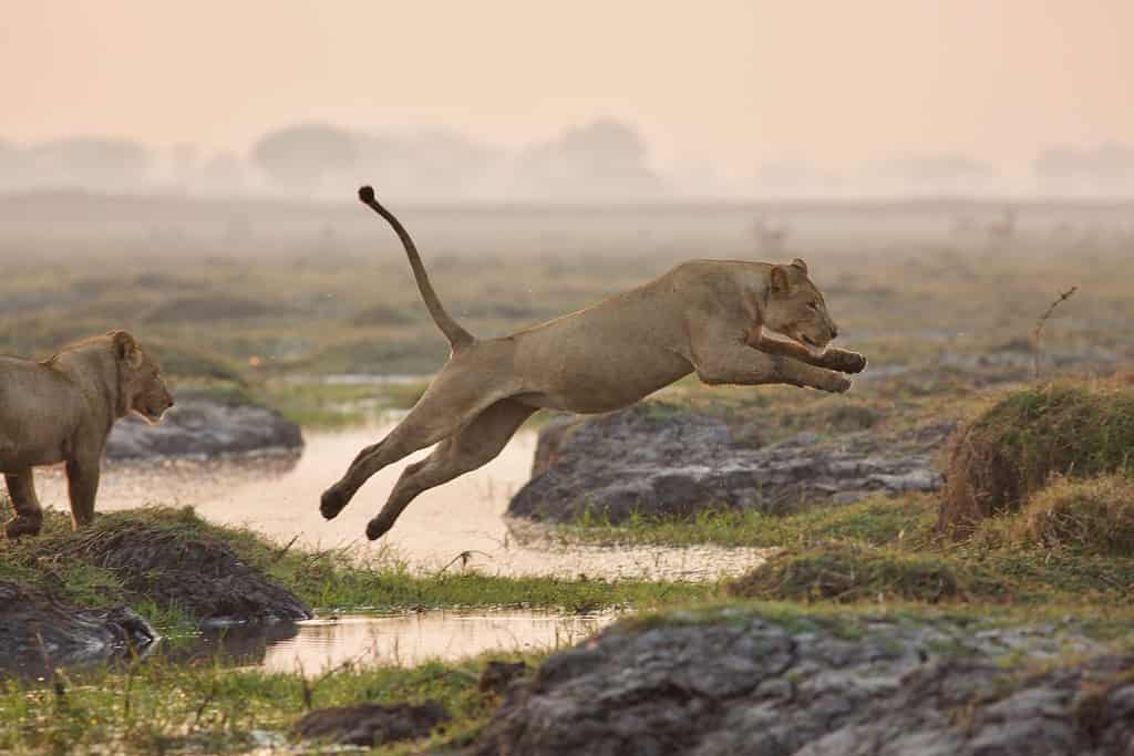 Female lion jumping over water