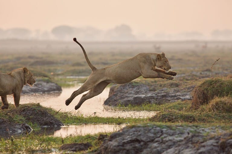 11 Indomitable Animals That Have No Natural Predators - A-Z Animals