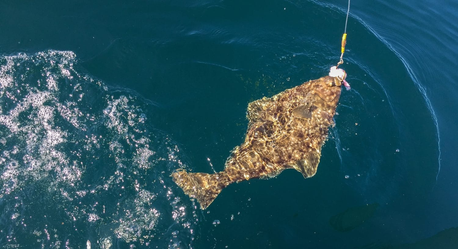 A bottom feeding Alaskan halibut has been pulled to the surface by a sport fisher.