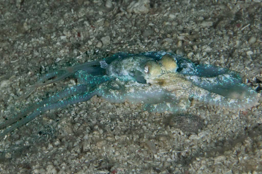 Algae octopus (Abdopus aculeatus) at the night time. Panglao Island, Philippines