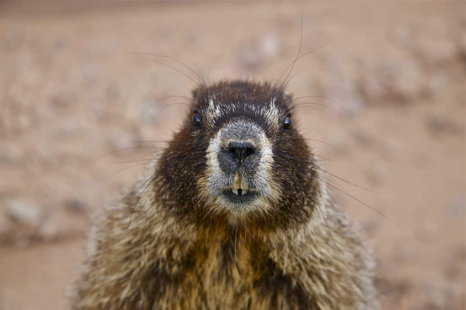 Yellow Bellied Marmot (whistle pig): Close Relative of the Woodchuck of the East and Midwest and the Largest of the Ground Squirrel Family. Taken in Colorado Springs, Colorado USA.