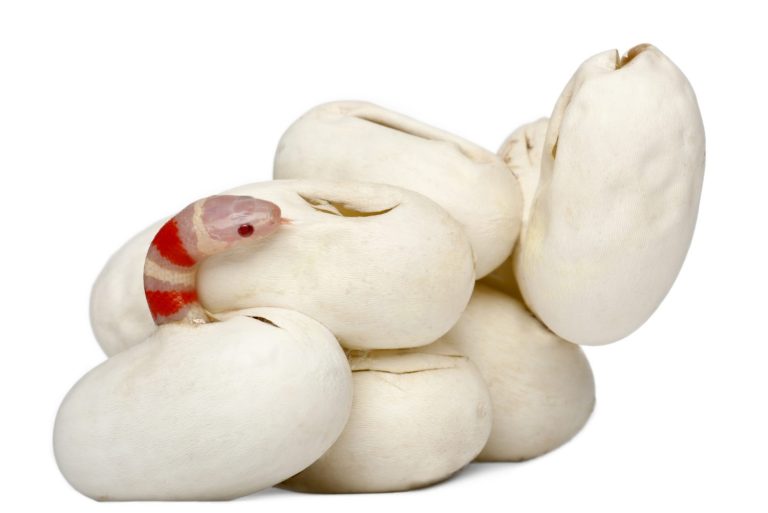 Baby Milk Snake: 7 Pictures and 6 Amazing Facts - A-Z Animals