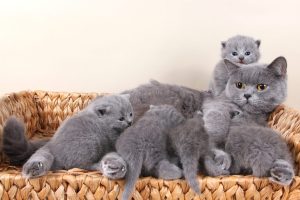 British Shorthair Kittens: Pictures, Adoption Tips, and More! photo