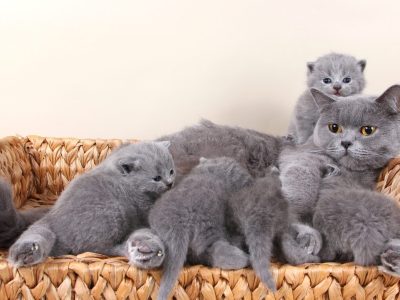 A British Shorthair Kittens: Pictures, Adoption Tips, and More!
