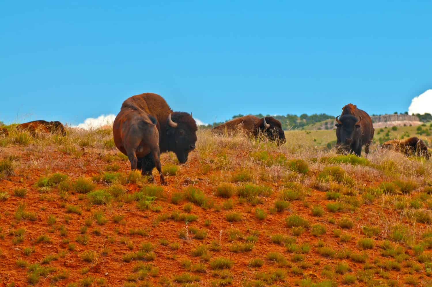 Buffalo roaming on the red dirt prairie in Thermopolis Wyoming