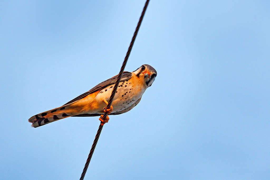 American kestrel Falco sparverius, sitting on the power lines, little bird of prey from Brazil. Bird in the nature habitat. Wildlife scene from nature.