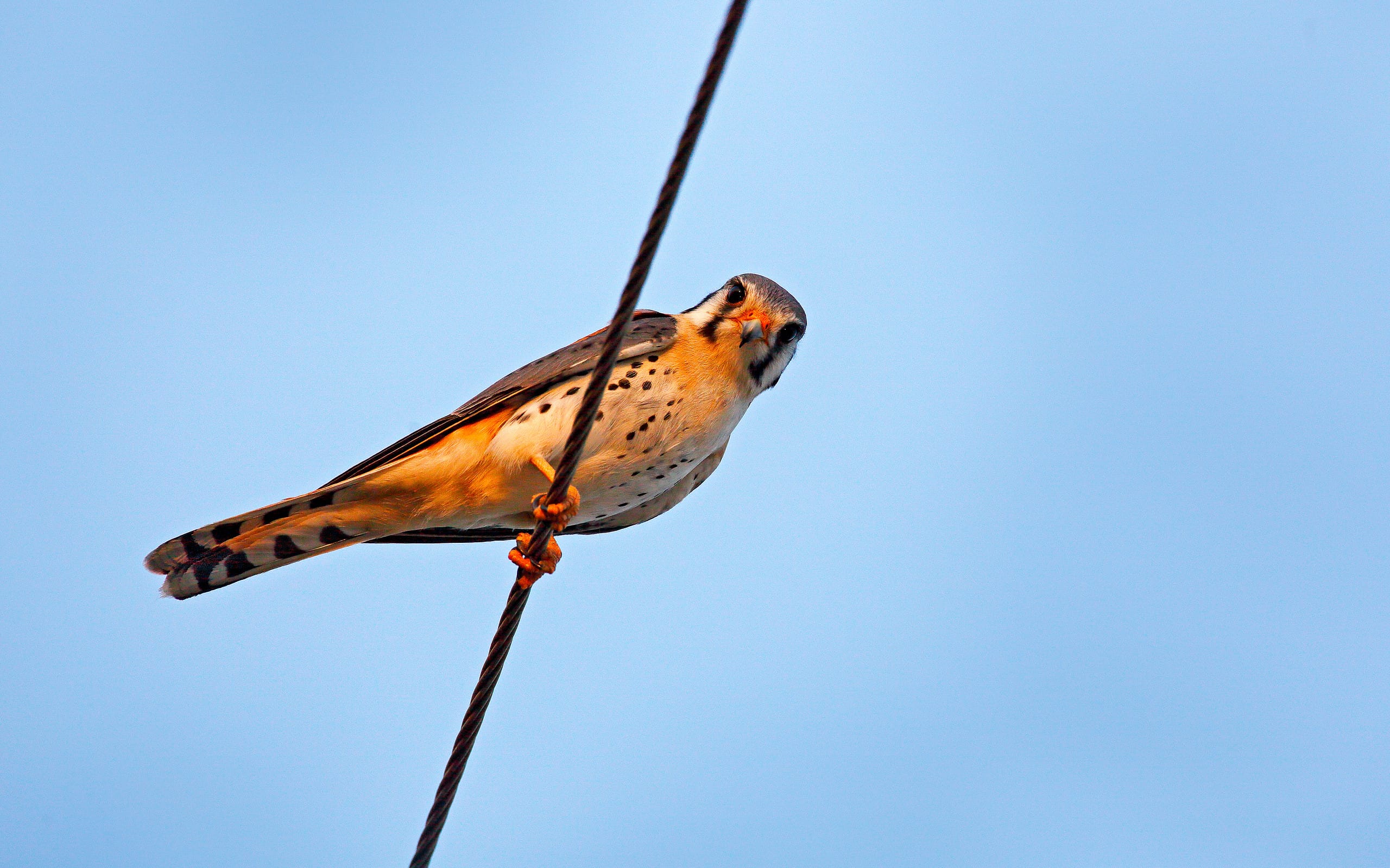 American kestrel Falco sparverius, sitting on the power lines, little bird of prey from Brazil. Bird in the nature habitat. Wildlife scene from nature.
