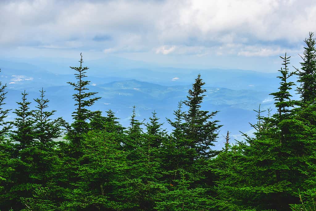 Fir trees with a view on top of Mt. Mitchell, NC.