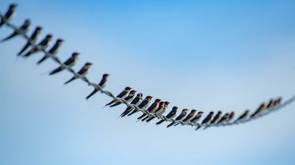 many swallows on the line with blue sky