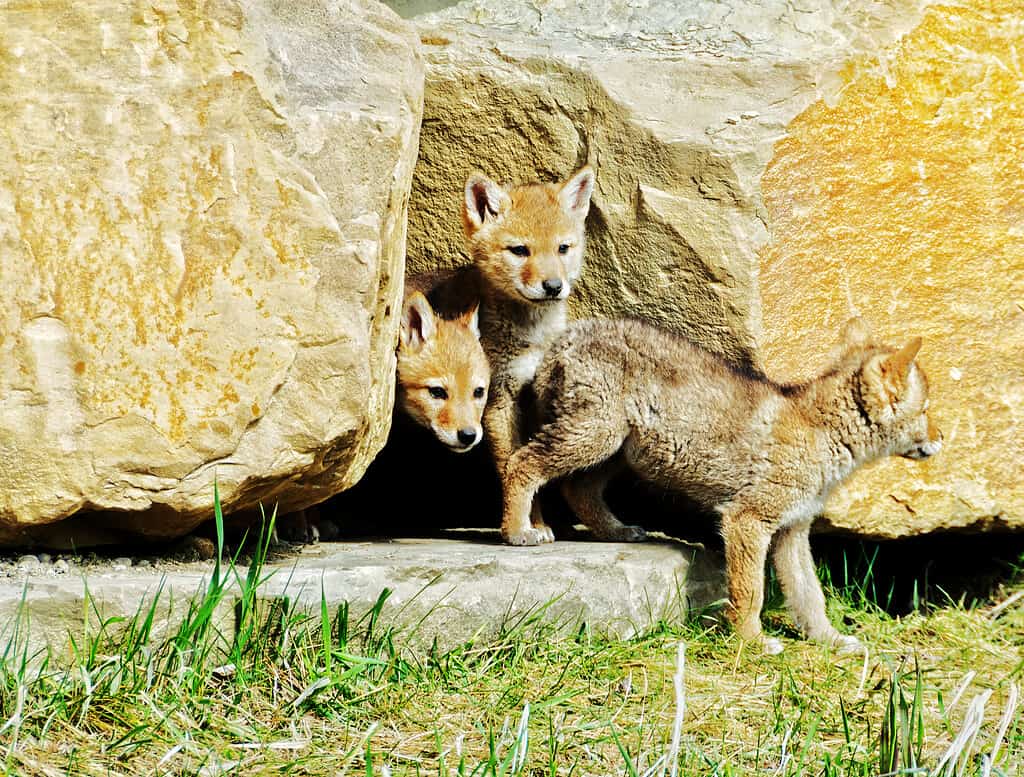 Picture of 3 coyote pups coming out of their den in the city of Calgary, Alberta, Canada.