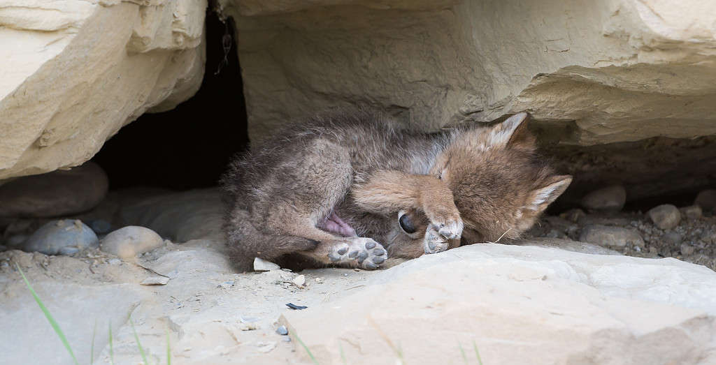 Coyote pup in the wild, at its den