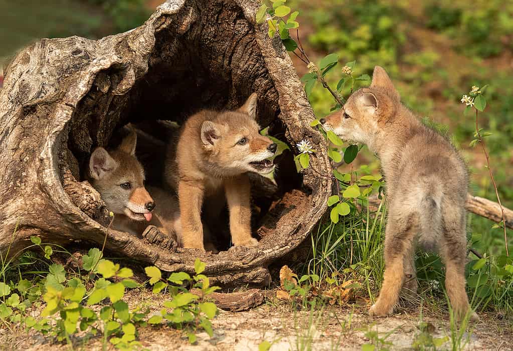 Coyote Pups with mother in log den