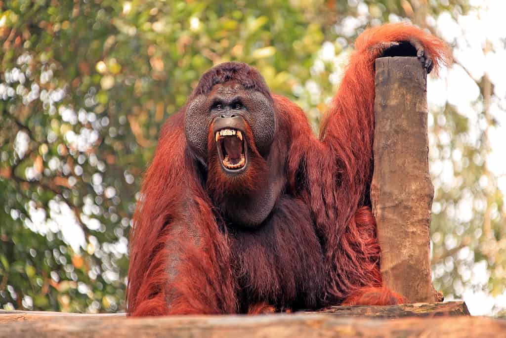 Male orangutan with its mouth agape. 