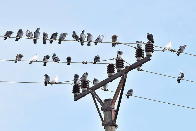 Birds on power lines. A flock of pigeons sitting on wires. A group of gray birds with a few white birds