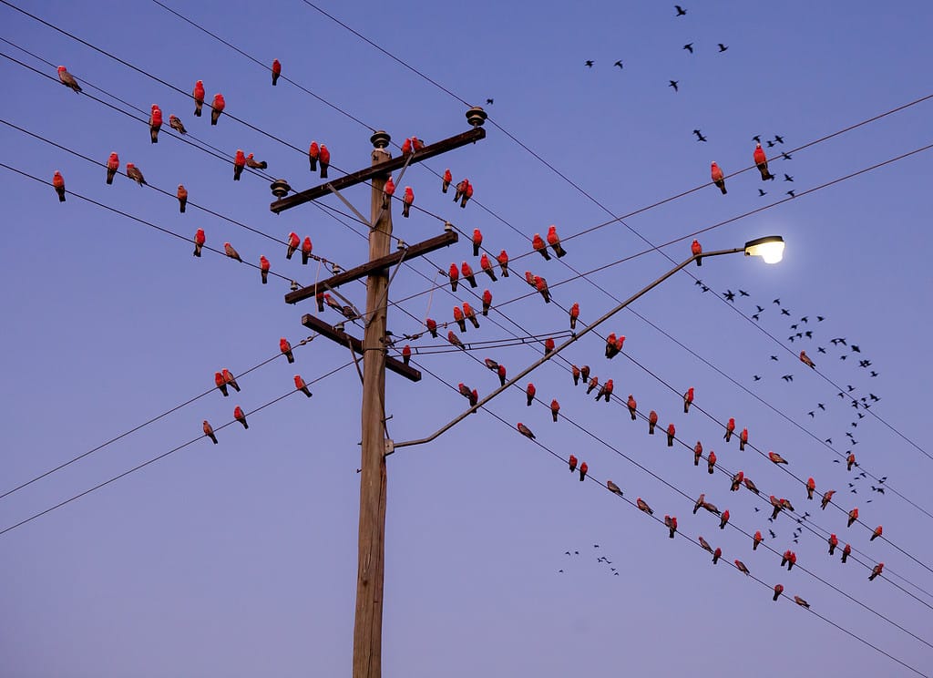 Group of Eclectus Parrots sitting on power pole