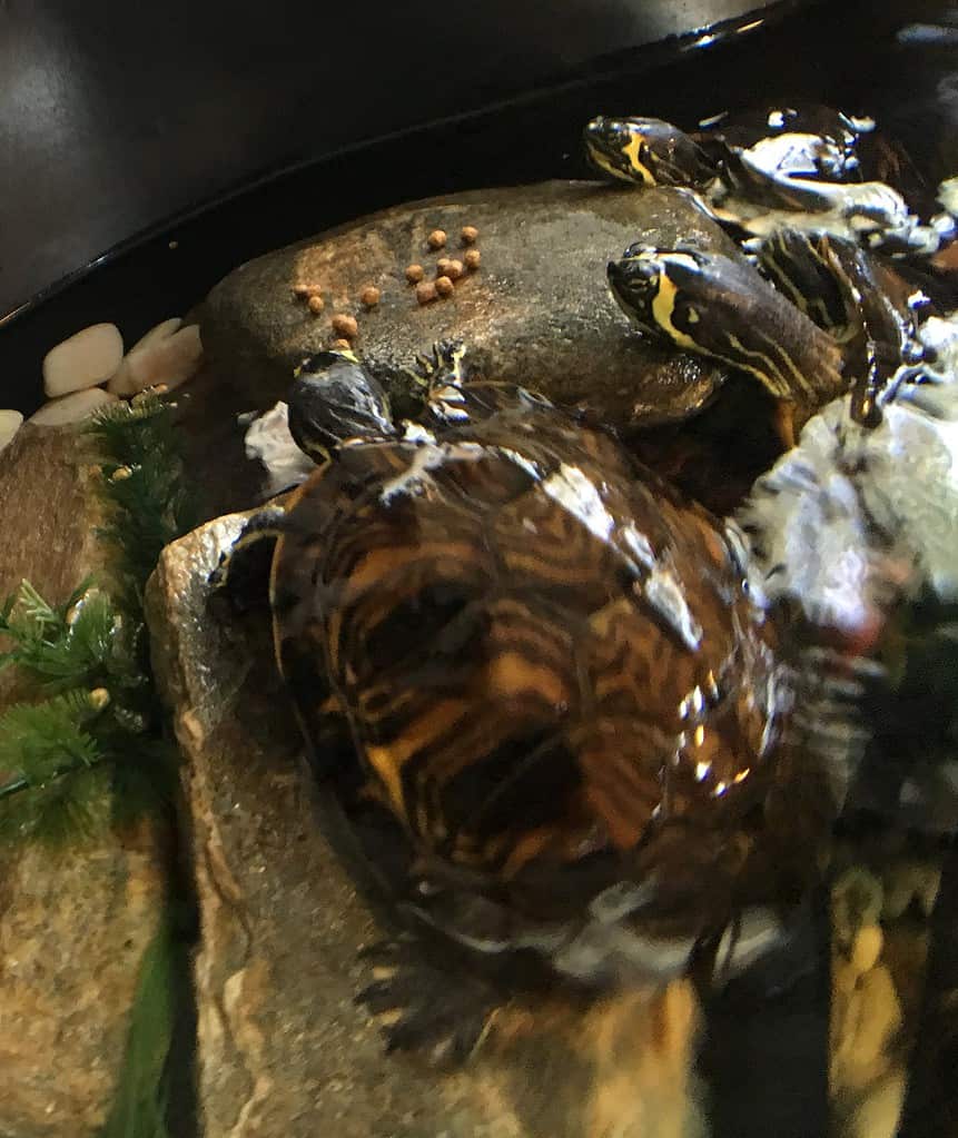 Two turtles in a tank with big rocks and aquatic plants