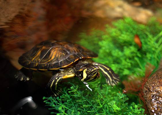 25 Homemade Turtle Tank Ideas You Will Love - A-Z Animals