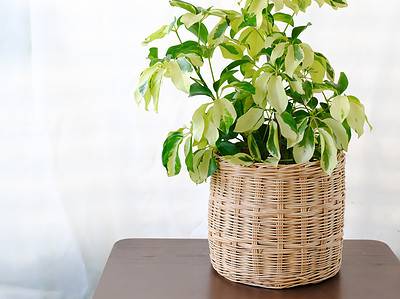 A 11 Types of Schefflera and How They Are Different