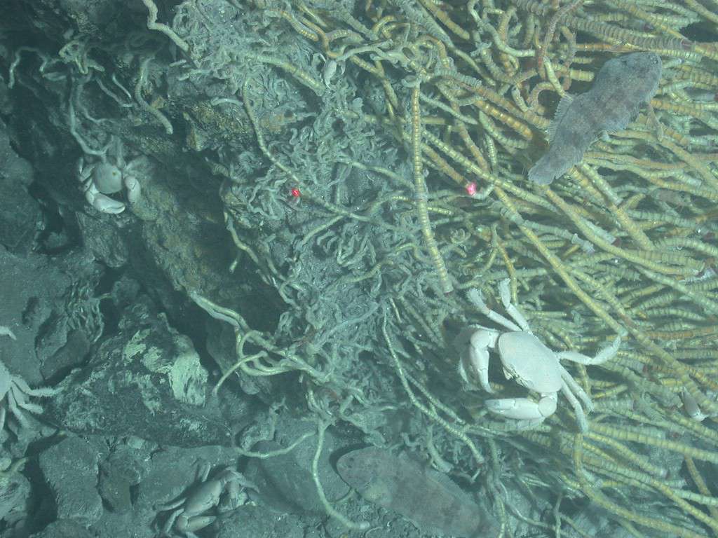 Hydrothermal vent crabs are 16 species of blind crabs living near hydrothermal vents on the ocean floor.
