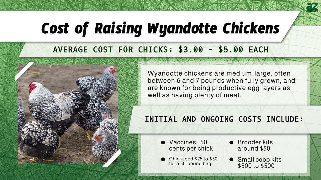 Cost of Raising Wyandotte Chickens