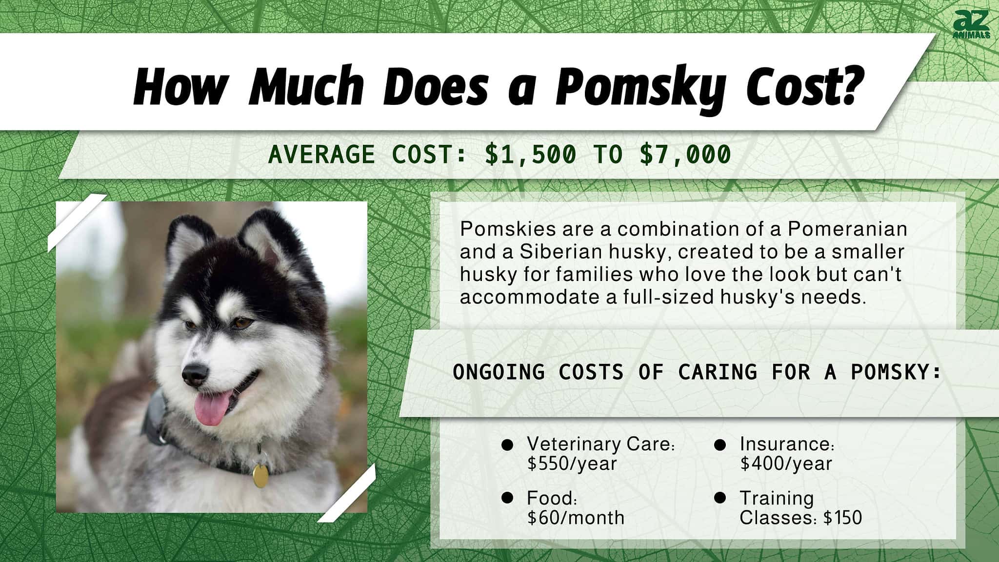 Pomsky Prices in 2024: Purchase Cost, Vet Bills, and More! - A-Z Animals