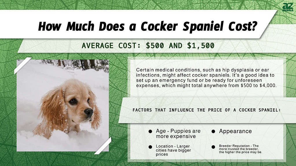 How Much Does a Cocker Spaniel Cost