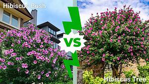 Hibiscus Bush vs. Hibiscus Tree Picture
