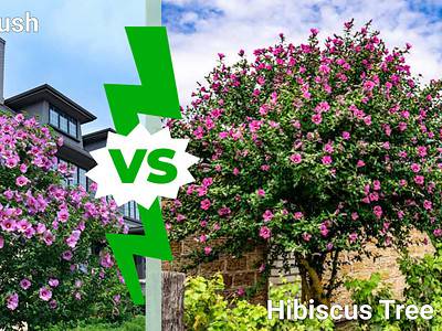 A Hibiscus Bush vs. Hibiscus Tree