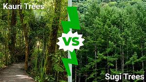 Kauri vs. Sugi Tree: 6 Differences Between These Towering Giants Picture