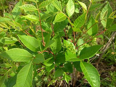 A Poison Sumac Identification Guide: Key Features to Know