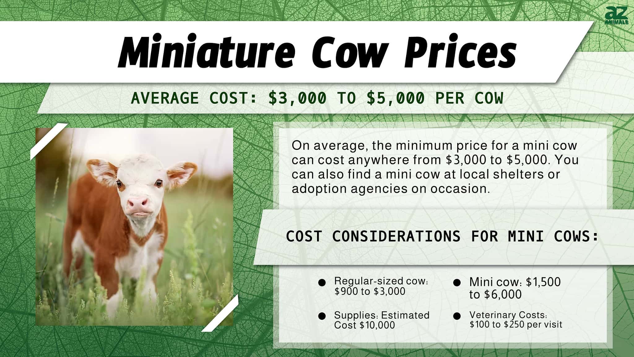 How Much Is A Cow At Auction How Much Is A Cow At Auction