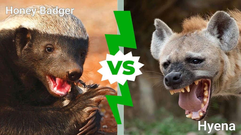honey badger vs. hyena