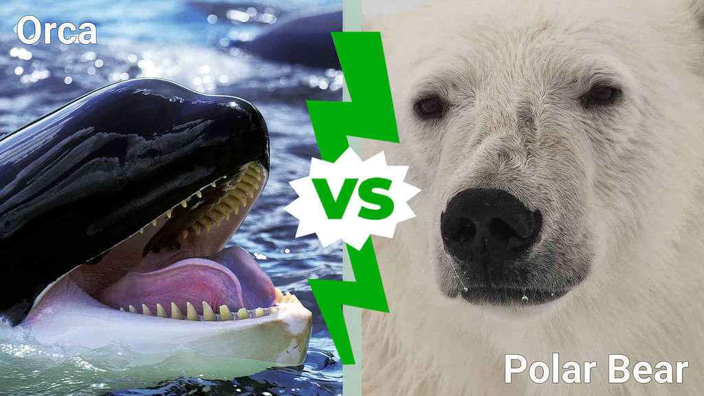 orca vs. polar bear