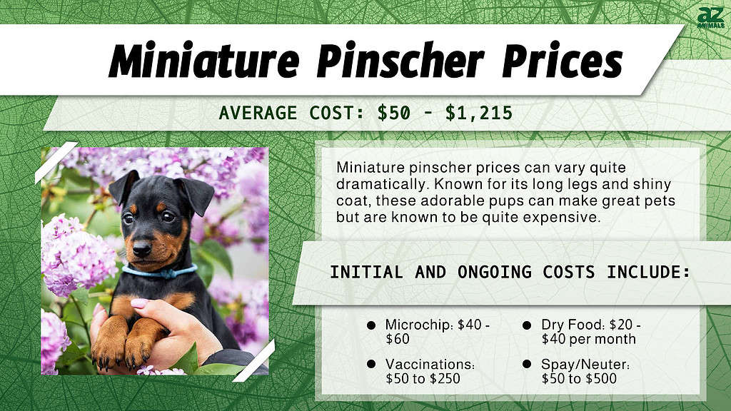 Miniature Pinscher Prices