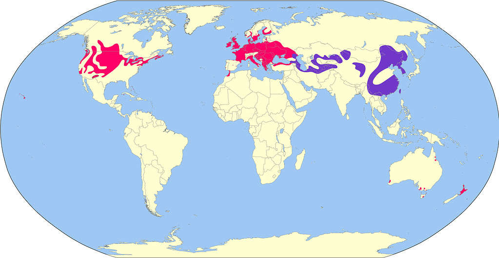 Geographical distribution of Common pheasant.