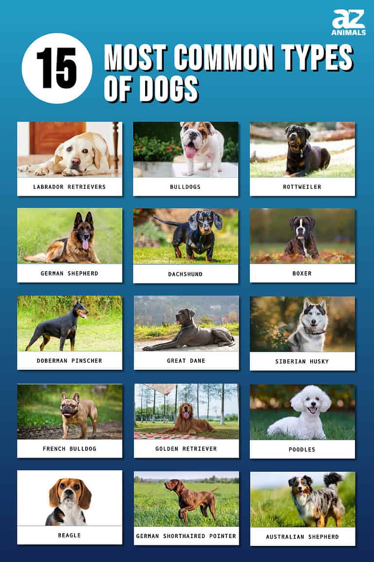 The 15 Most Common Types Of Dogs For 2024 - A-z Animals