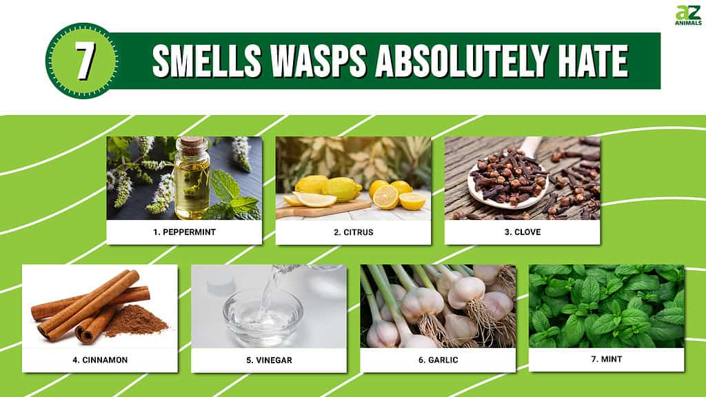 7 Smells Wasps Absolutely Hate