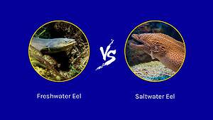 Freshwater vs. Saltwater Eel: 4 Key Differences Picture