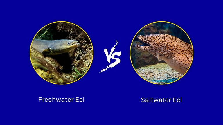 Freshwater Eel vs. Saltwater Eel